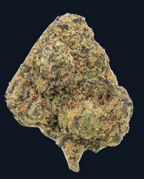 A nugget of Biscotti flower