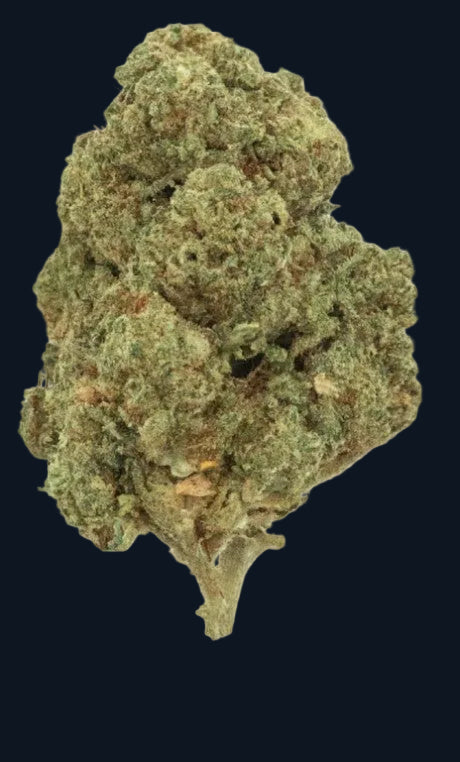 A nugget of Gorilla Glue #4 flower